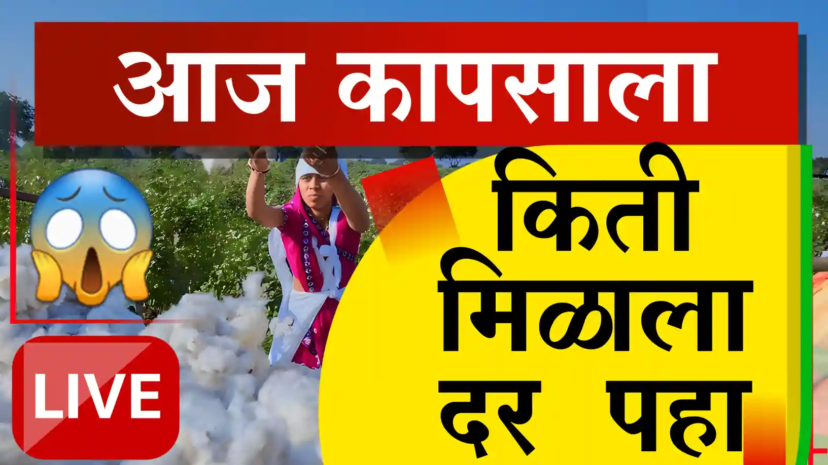 कापूस दरात अखेर ८००० चा टप्पा पार!