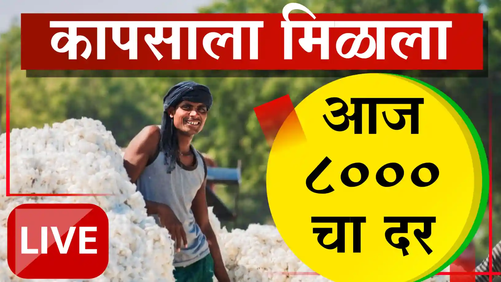 कापूस दरात अखेर ८००० चा टप्पा पार