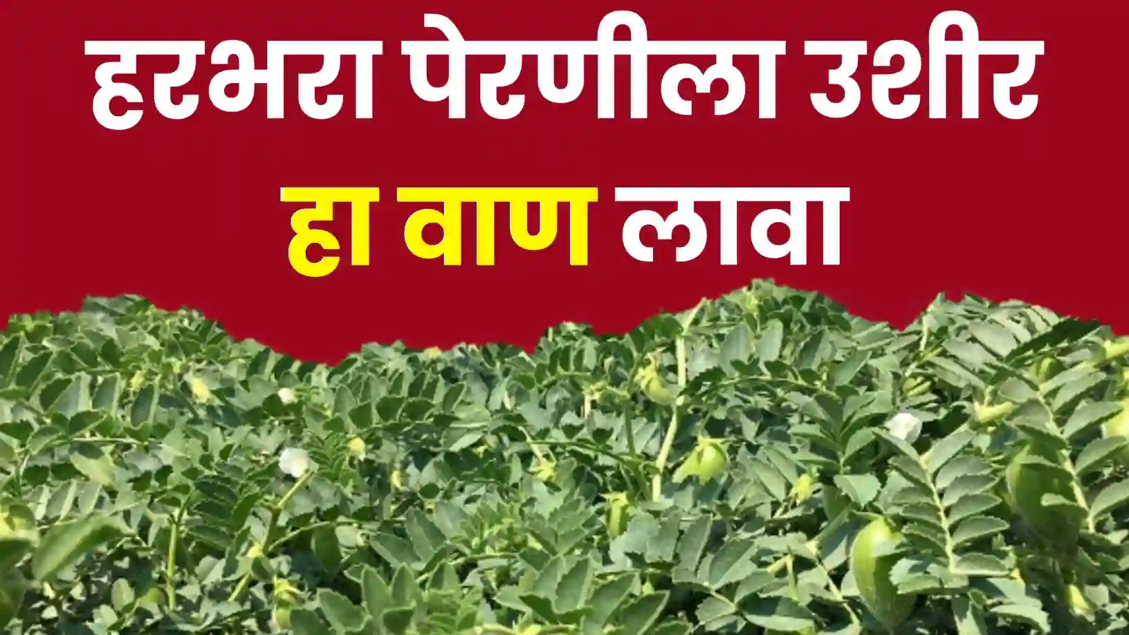 हरभरा पेरणीला उशीर झालाय