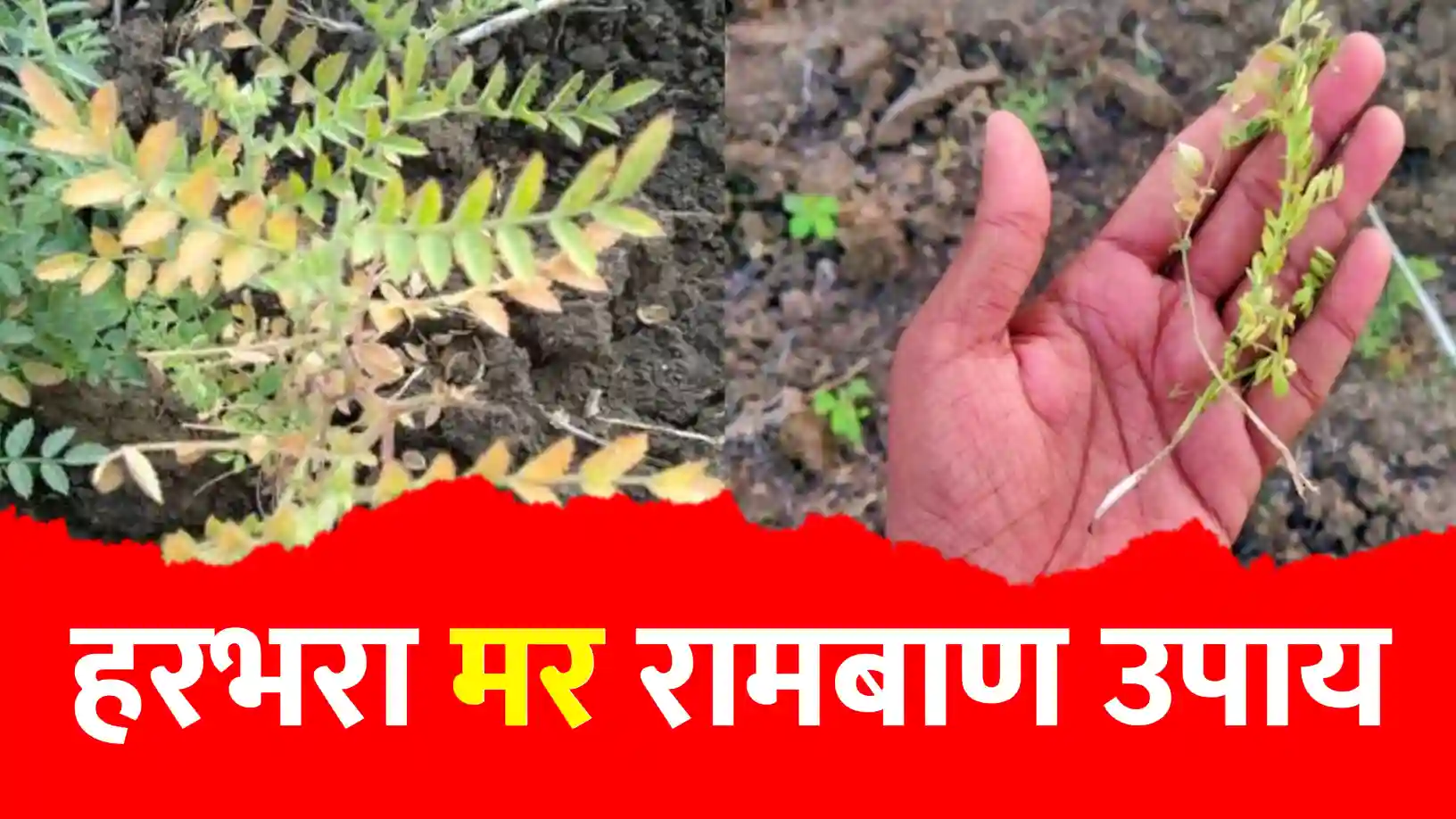 हरभरा मर