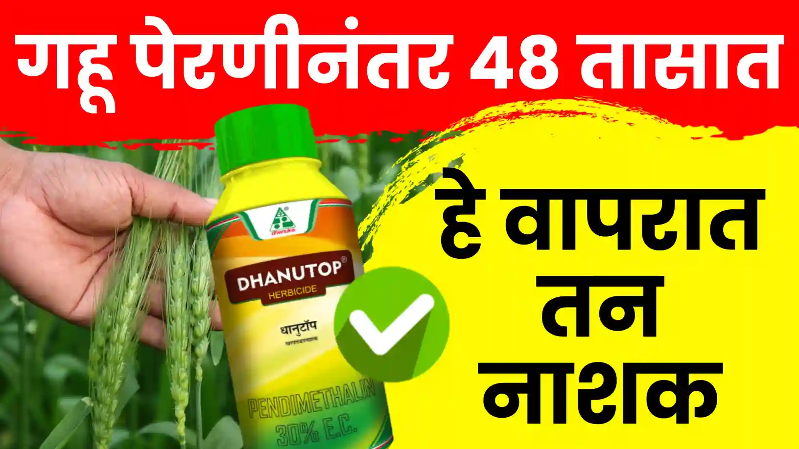 गहू पेरणी झाली? मग ४८ तासांत करा ही एक फवारणी