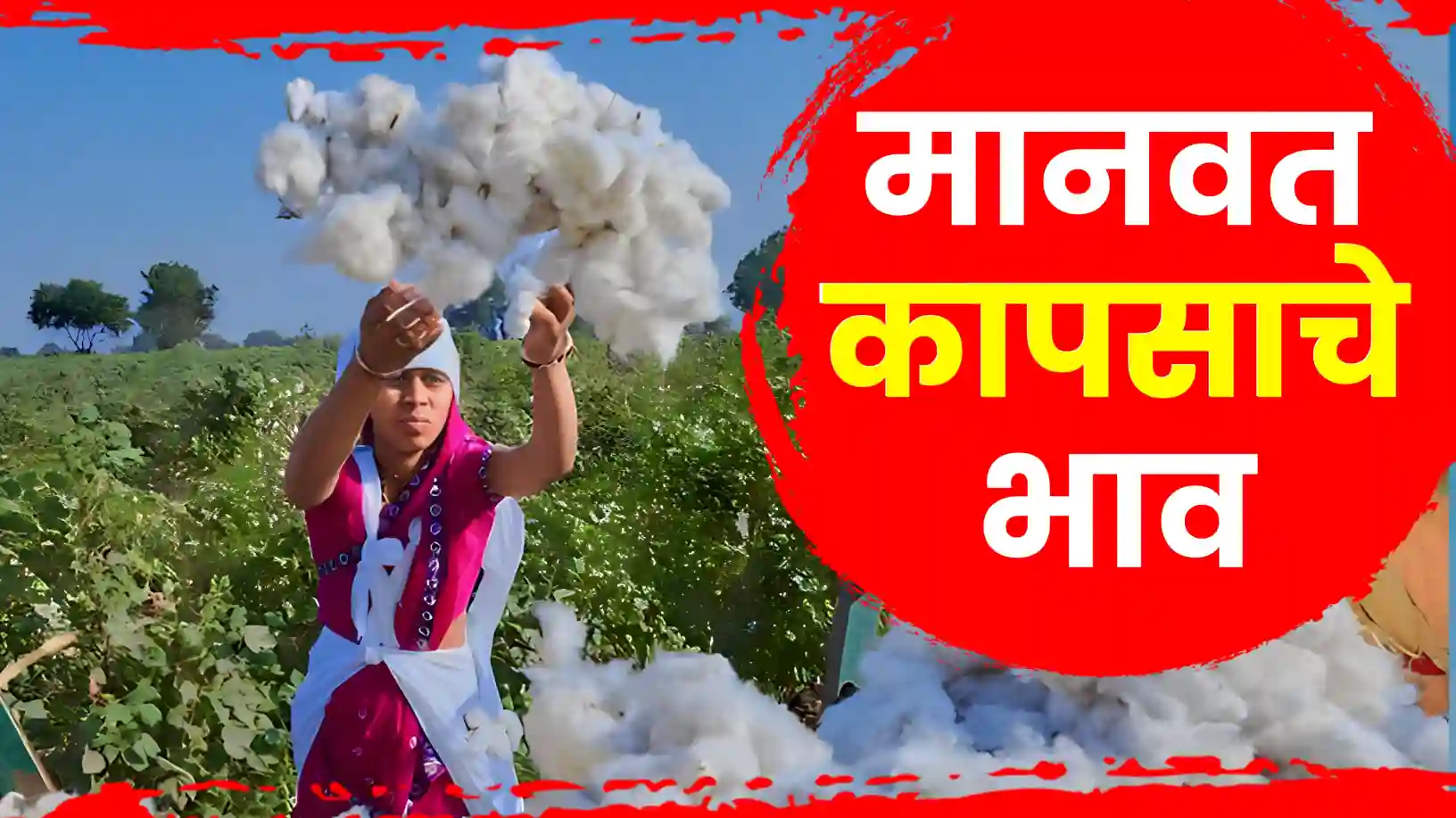 कापसाला ७२०० रुपयांपर्यंतचा दर