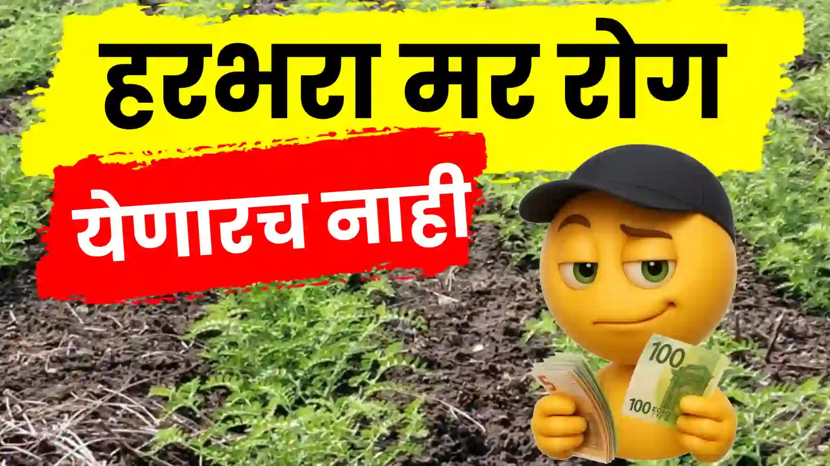 हरभरा पिकातील मर रोगाचे एकात्मिक व्यवस्थापन