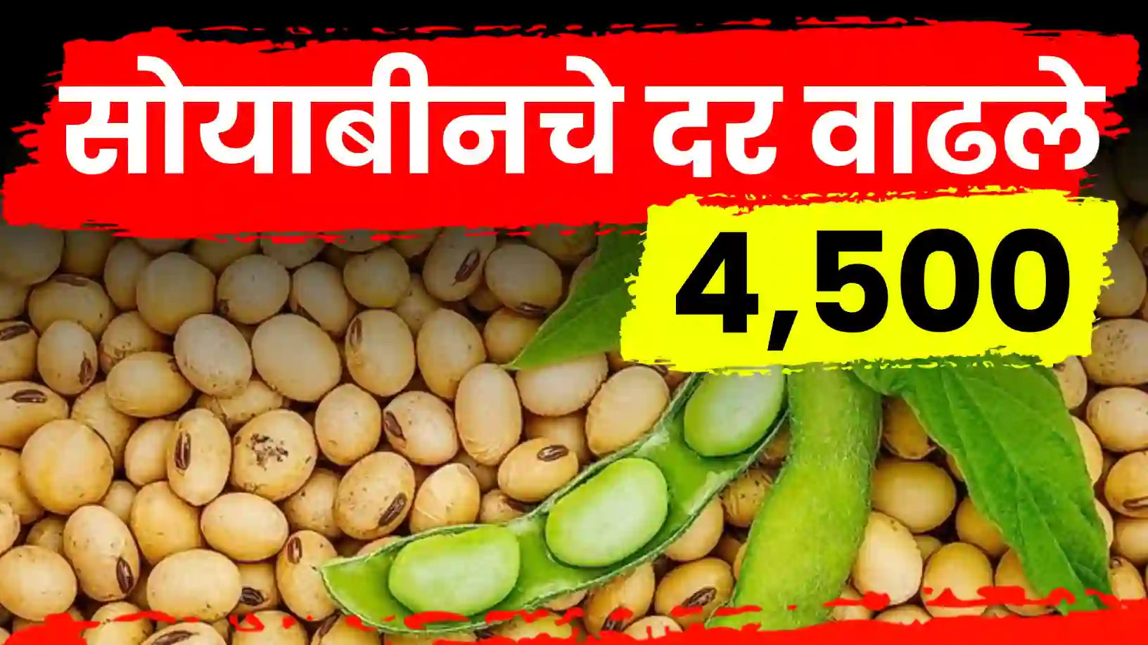 सोयाबीन दरात अखेर स्थिरता