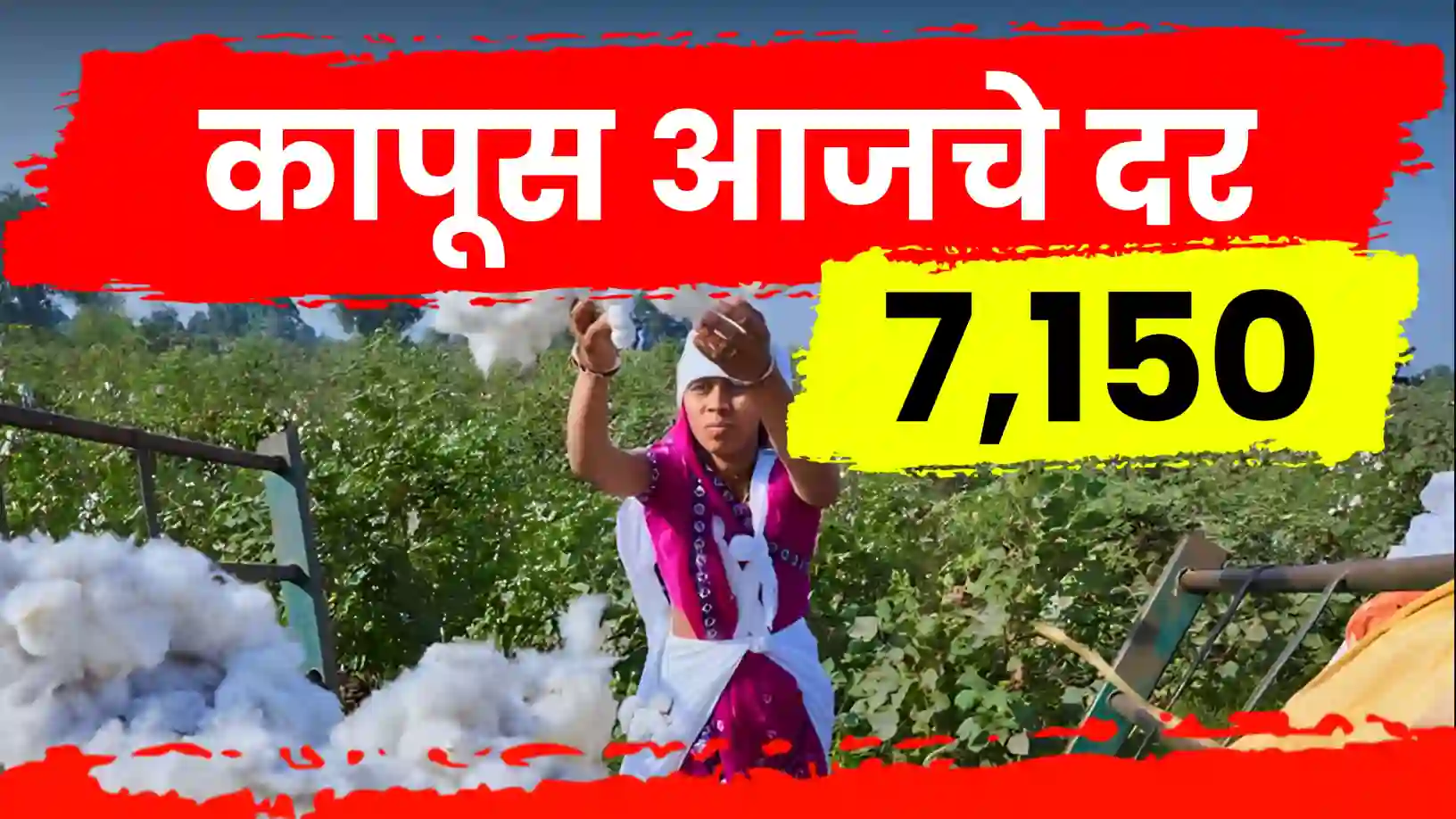 कापूस बाजारात पुन्हा दरवाढीचे संकेत