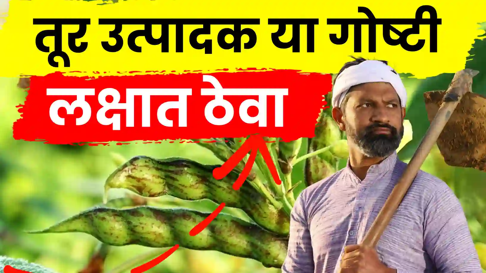 तुरीचे उत्पादन २० ते ४०% वाढवण्याचे रहस्य