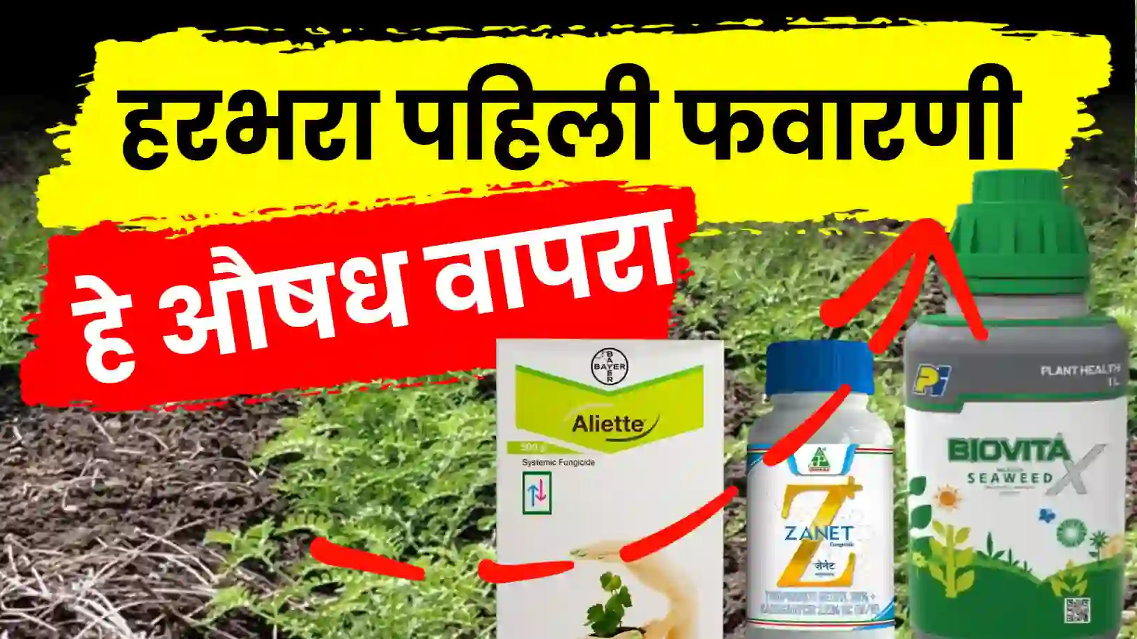 हरभरा पहिली फवारणी