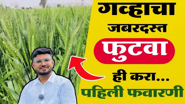 गहू पहिली फवारणी