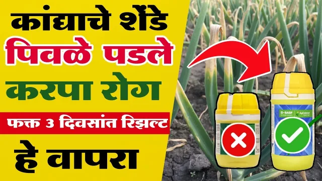 कांदा पिकावरील करपा आणि पिवळेपणावर रामबाण उपाय