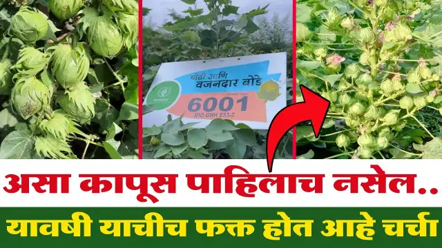 बायोसीड ६००१ वाण